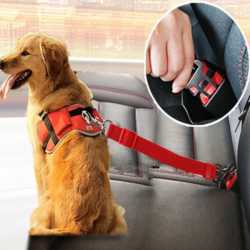 Cant Hop Out of Window Safety Collar